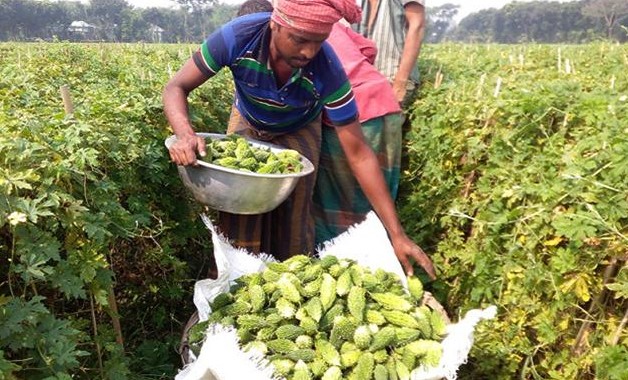 করলা চাষে আলতাবের মুখে হাসি, লাখ টাকা আয়ের আশা!