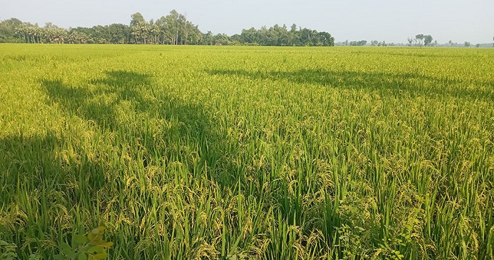 বগুড়ায় আমন ধানের বাম্পার ফলনের আশা