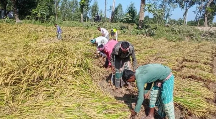 সোনাতলায় আমন ধান কাটতে যান্ত্রিকীকরণের উপর ঝুঁকছে কৃষক