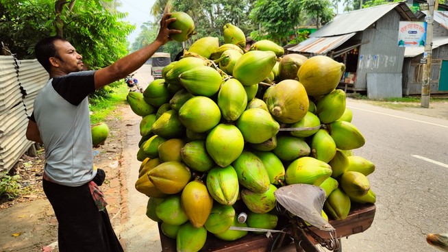 পিরোজপুরে ১৪ কোটি টাকার ডাব উৎপাদন