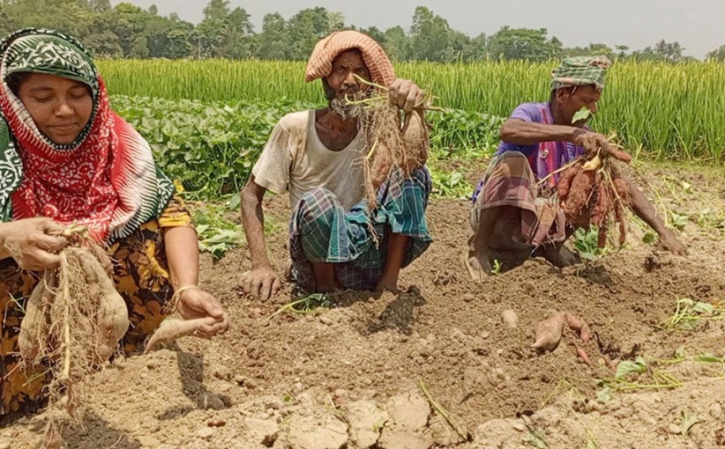 বগুড়ার চরে মিষ্টি আলু চাষে বাম্পার ফলন