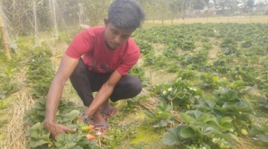 ধুনটে কৃষিখাতে সহদর দুই ভাইয়ের সাফল্য