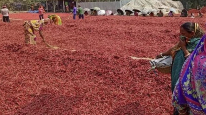 সারিয়াকান্দিতে লাল মরিচে ব্যস্ত চাষিরা