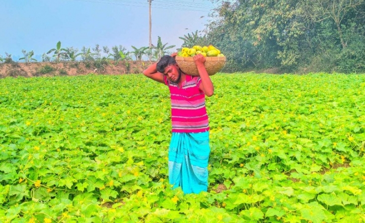 খিরা চাষ করে ভাগ্য বদলের স্বপ্ন দেখছে নন্দীগ্রামের রানা