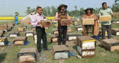 শাজাহানপুরে মাঠজুড়ে সরিষা ফুল, মধু সংগ্রহে ব্যস্ত খামারিরা