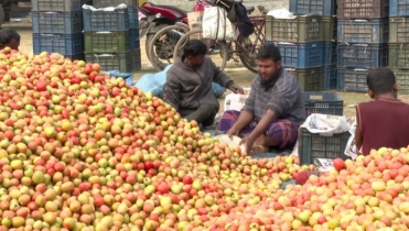 বগুড়ার ধুনটে ৩০ কোটি টাকার টমেটো উৎপাদন