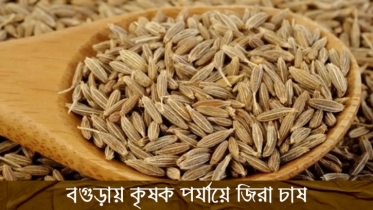 বগুড়ায় কৃষক পর্যায়ে জিরা চাষ (ভিডিওসহ)