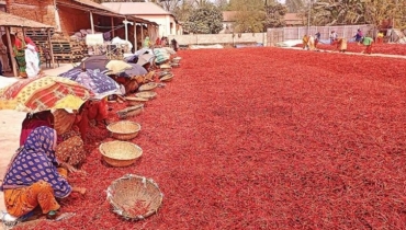 লাল মরিচে চাষির মুখে রঙিন হাসি