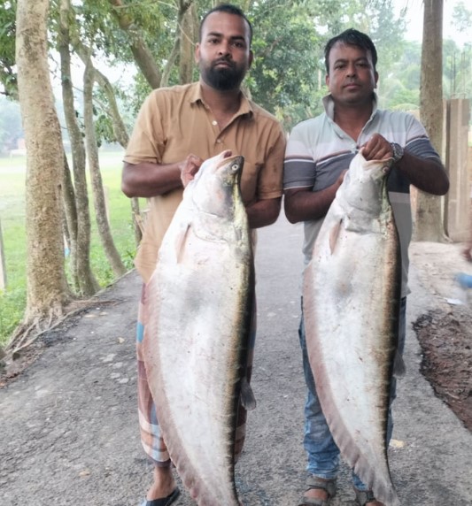 দিঘিতে মিলল ২২ কেজি চিতল, ২২ হাজারে বিক্রি