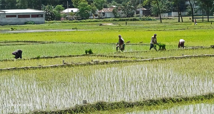 বগুড়ার কৃষকরা রোপা আমন চাষে ব্যস্ত সময় পার করছেন