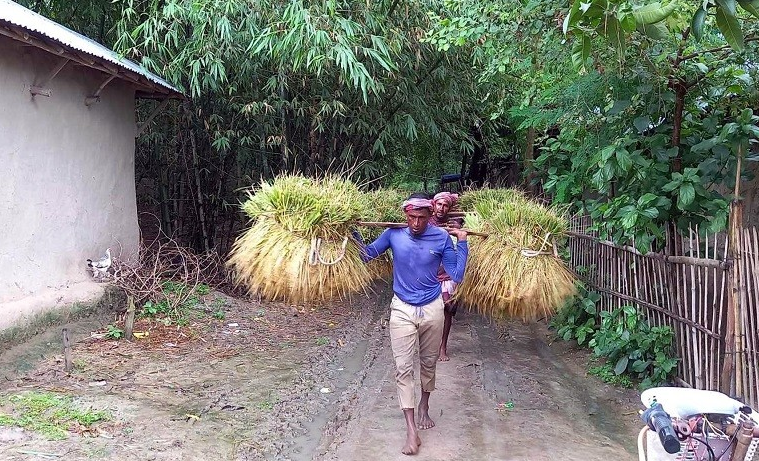 নন্দীগ্রামে আউশ ধান কাটা শুরু  